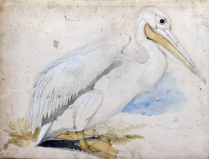 Pellicano da Edward Lear